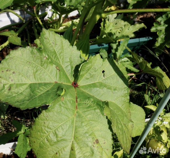 Бамия, редкие сорта, семена