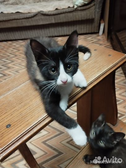 Котята ищут дом