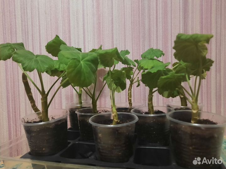 Герань алая, пеларгония