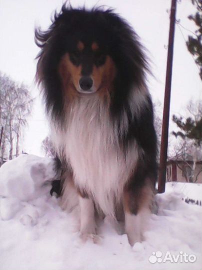 Вязка.Опытный кобель шотландской овчарки (колли)