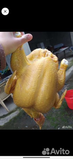 Куры бройлеры тушки