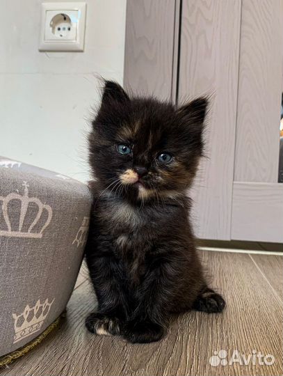 Котята в добрые руки даром