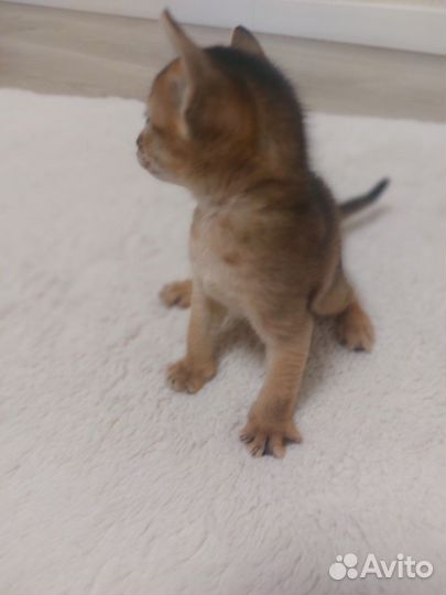 Абиссинские котята