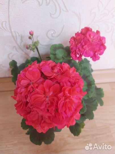 Пеларгония герань