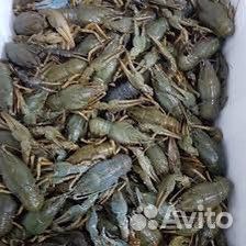 Раки с доставкой