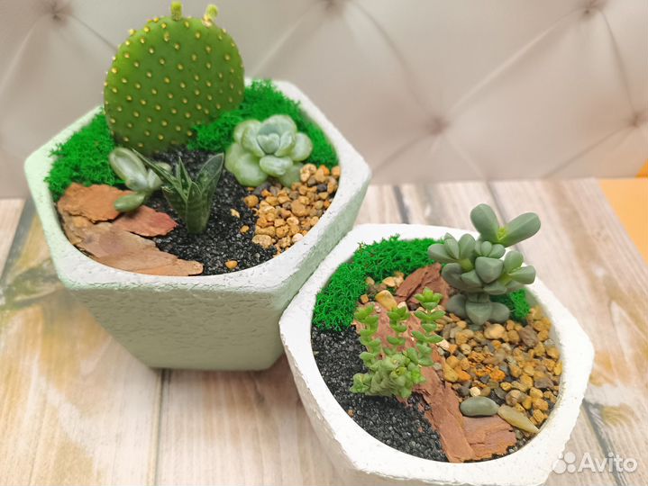 Флорариум, кактусарий на подарок