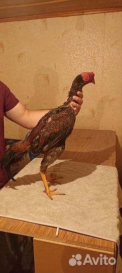 Бойцовые петухи