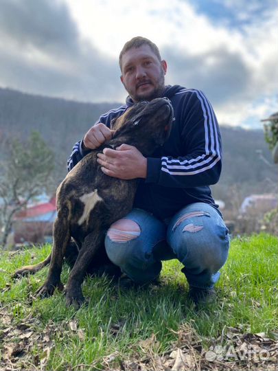 Передержка собак