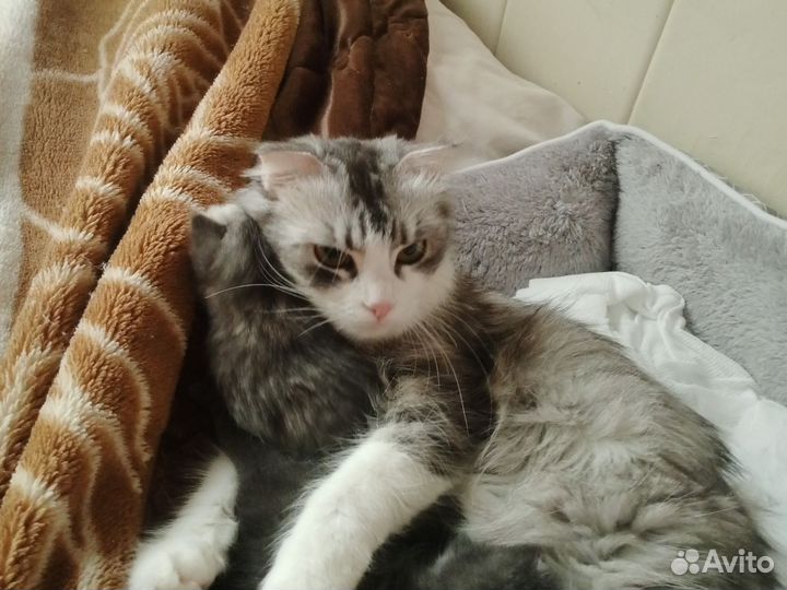 Британские котята