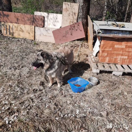 Собака ищет новый дом