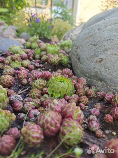 Декоративные цветы