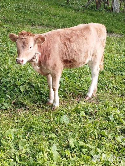 Корова с теленком