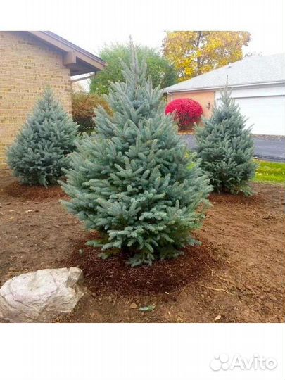 Ель Фат Альберт