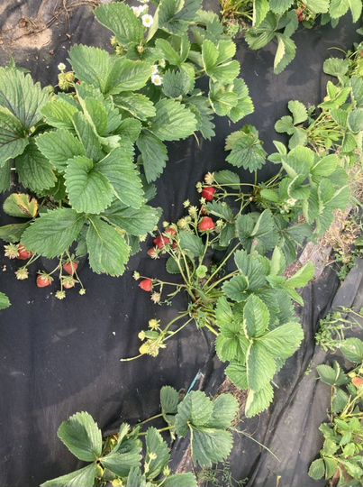 Участок 10 сот. (СНТ, ДНП)