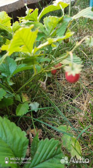 Саженцы клубники и земляники