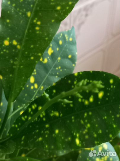 Домашние растения кротон