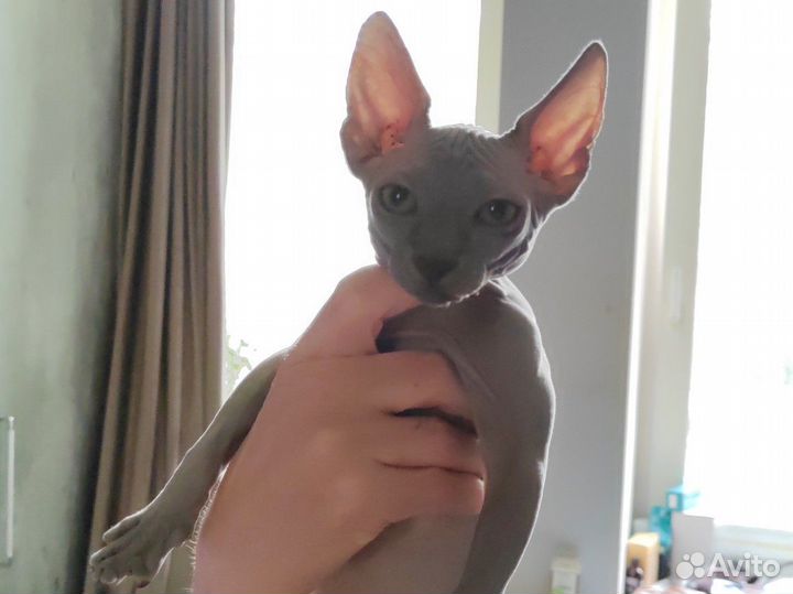 Канадский сфинкс котенок девочка