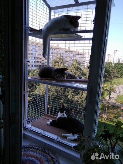 Балкончик для выгула кошек на окна