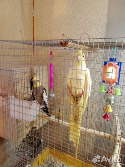 Пара корелл с клеткой