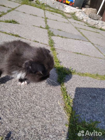 Кошка в дар