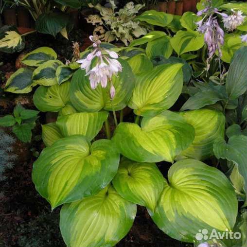 Хоста Лейксайд Банана Бей