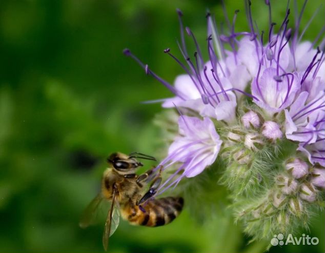 Мёд 24 года Алтайский опт