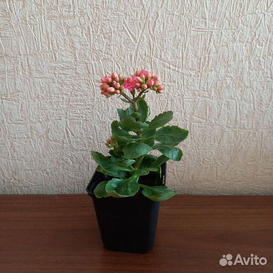 Каланхоэ цветущий