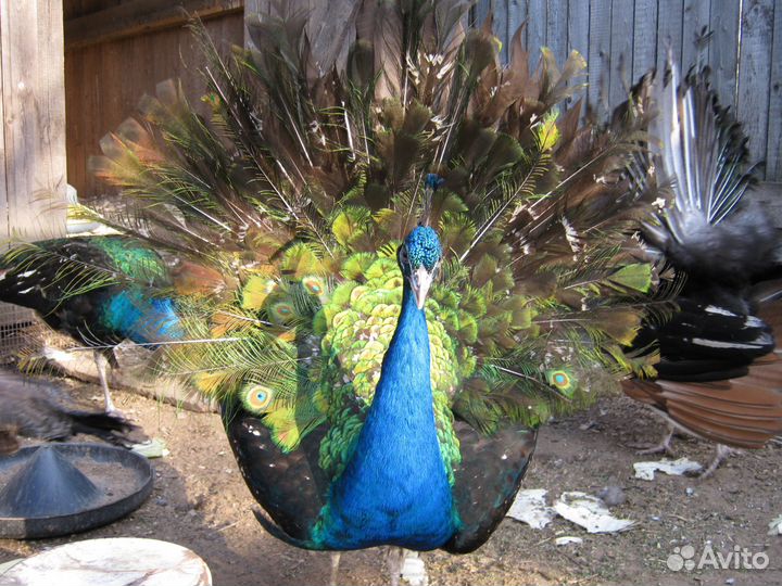 Павлины индийские
