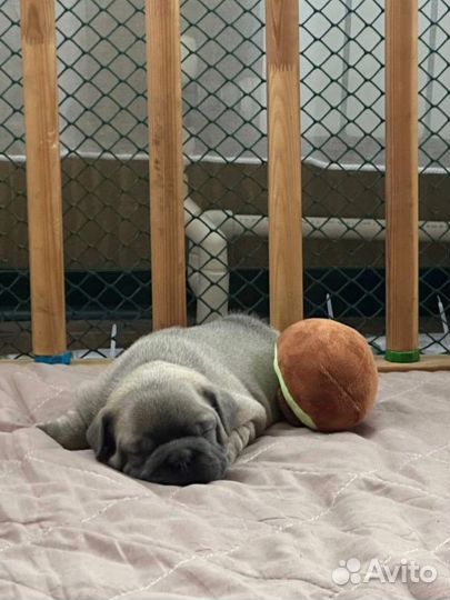 Малыши французского бульдога