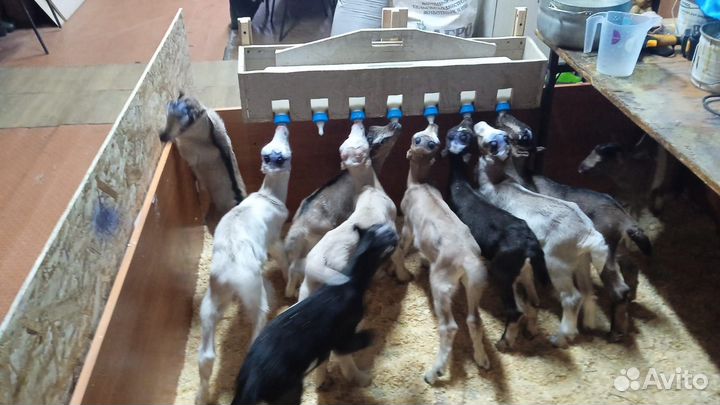 Молокопоилка, поилка для ягнят и козлят