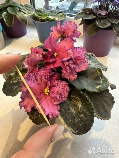 Фиалки сортовые