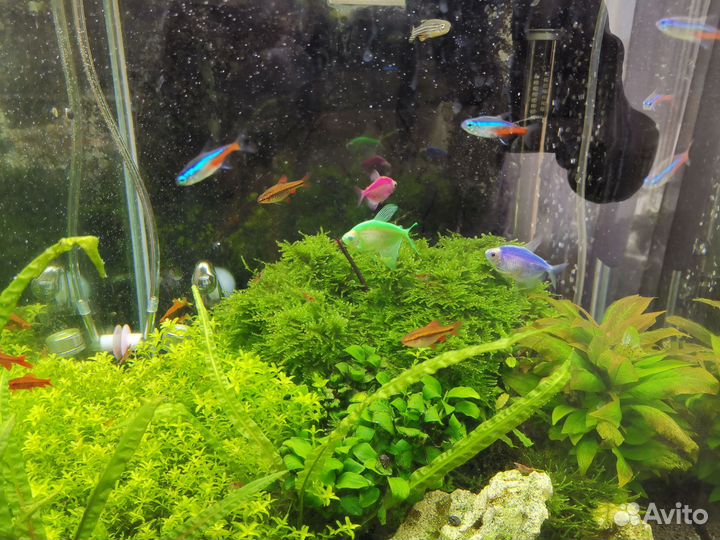 Аквариум с рыбками
