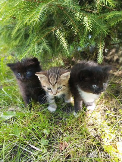 Котята в добрые руки,бесплатно