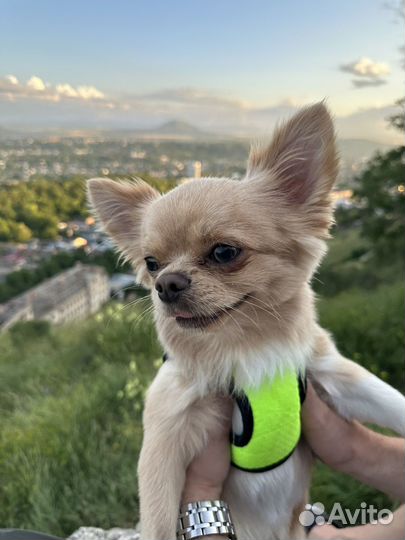 Кобель на вязку чихуахуа длинношерстный