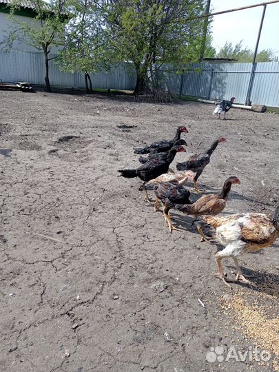 Бойцовые куры