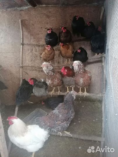 Инкубационное яйцо кур несушек