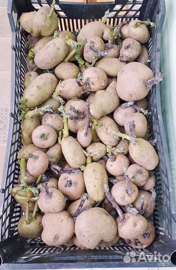 Семенной картофель