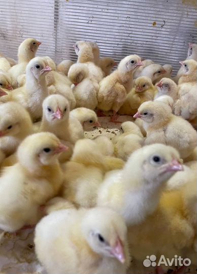 Цыплята бройлеры росс 308