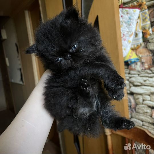 Персидские котятки