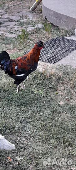 Петух брама