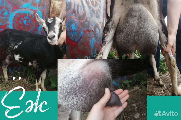 Продаются козы