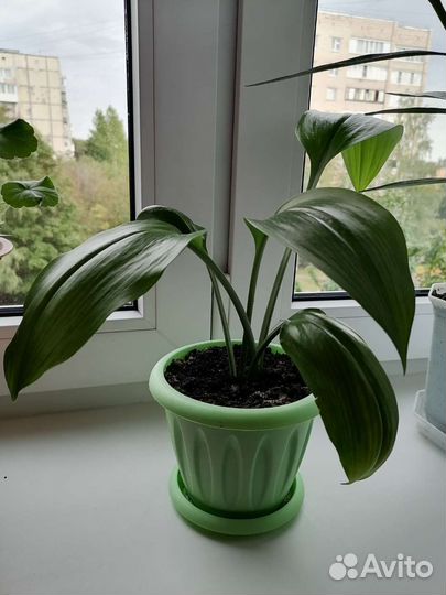 Эухарис амазонская лилия