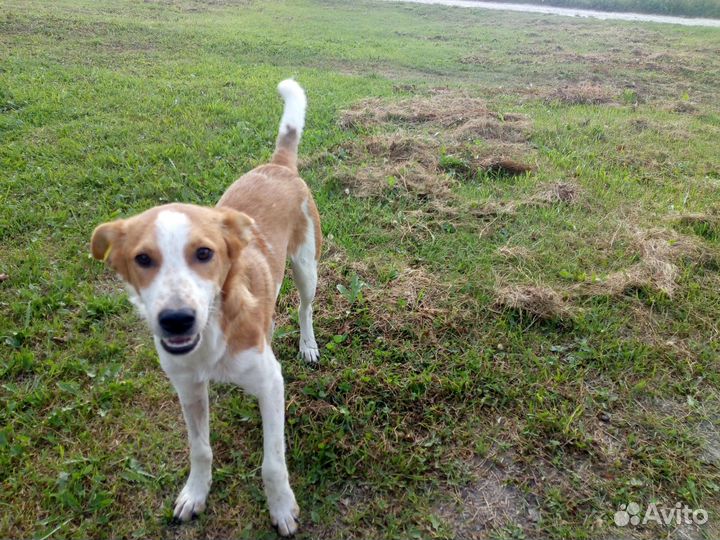 Щенки подростки бесплатно