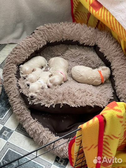 Щеночки мальтипу