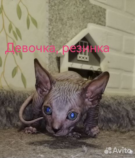 Котята сфинкс