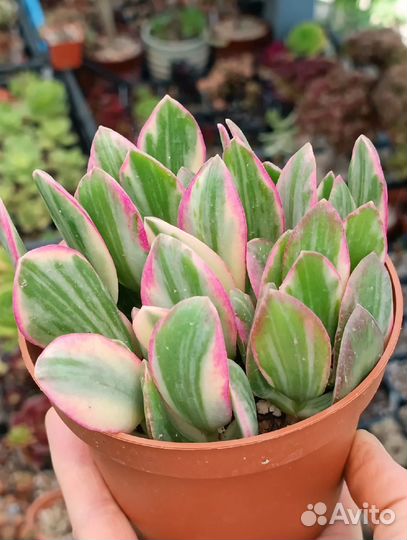 Crassula Tricolor