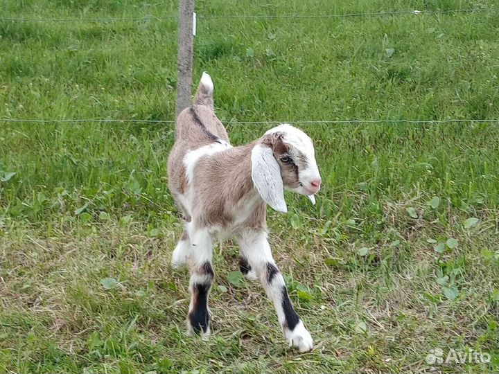 Нубийские козлята