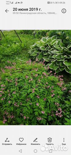 Цветы Дицентра