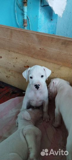 Щенки аргентинского дога