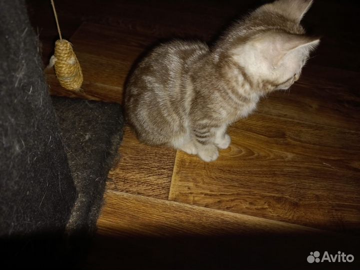 Шотландские/британские котята